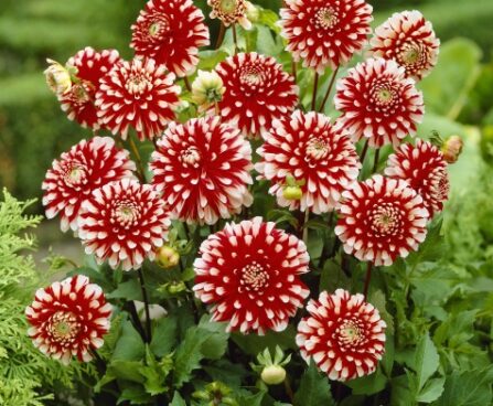 3075_7141_Dahlia_Little_Tiger_Photo_Darwinplants.jpg