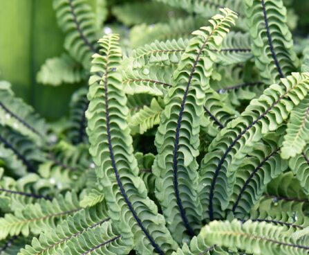 3163_7506_Adiantum_pedatum_Imbricatum.JPG