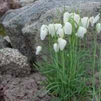 3208_8159_Fritillaria_meleagris_Alba_.JPG