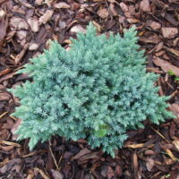 Juniperus squamata Blue_Star kirju kadakas.jpg