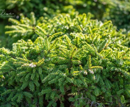 240_9880_Picea_abies_Pumila_Nigra_har.kuusk.jpg