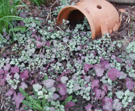 Lamium_koldnõges beacon silver