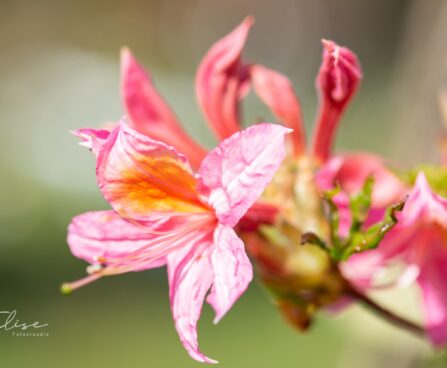 3473_10108_Rhododendron_Fanny__rododendron_2.jpg