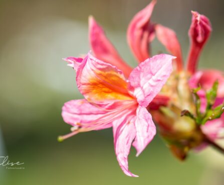 3473_10111_Rhododendron_Fanny__rododendron_3.jpg