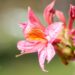 3473_10111_Rhododendron_Fanny__rododendron_3.jpg