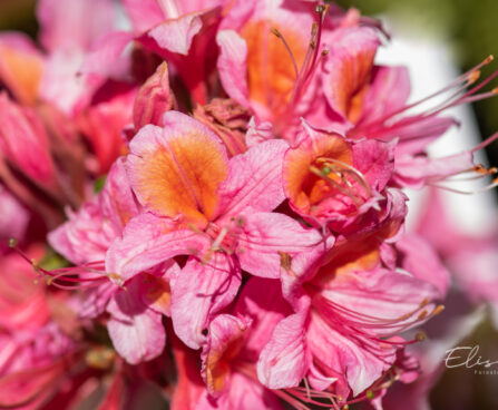 3473_11146_Rhododendron_Fanny__rododendron.jpg